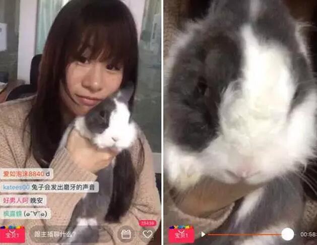 萌宠当网红张大奕失业了 萌宠当网红张大奕失业了