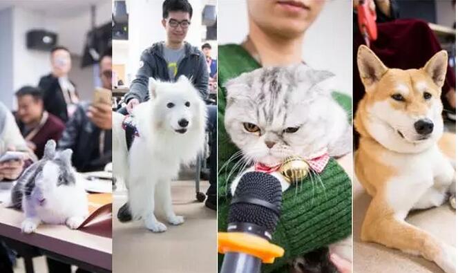 萌宠学当网红 萌宠学当网红