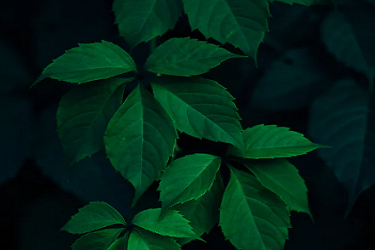 直通车被扣4分影响手淘推荐么.png 直通车被扣4分影响手淘推荐么.png