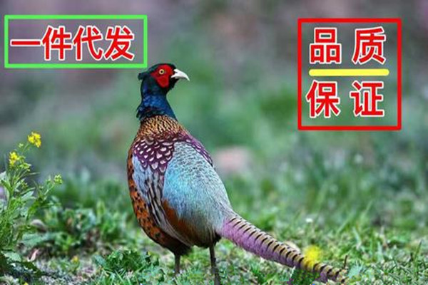 一件代发提升销量怎么提升?操作的要点在哪?.jpg 一件代发提升销量怎么提升?操作的要点在哪?.jpg