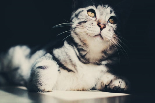 天猫代入驻包过靠谱吗？需要注意什么