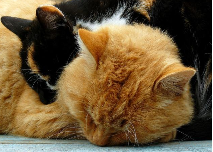 家具类目怎么入驻天猫？家具入驻天猫的必要条件
